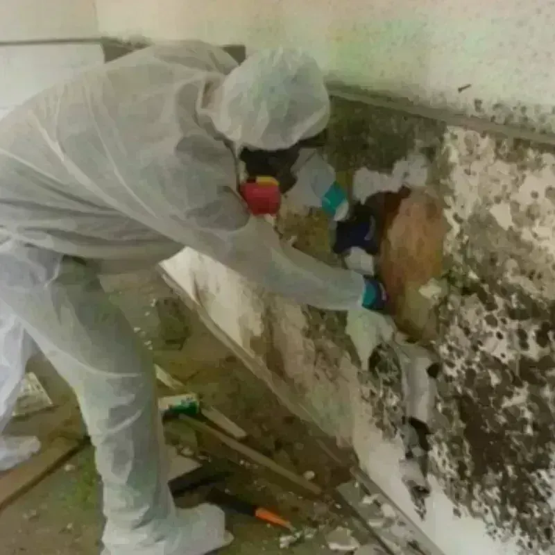 Mold Remediation and Removal in Lebanon, ME